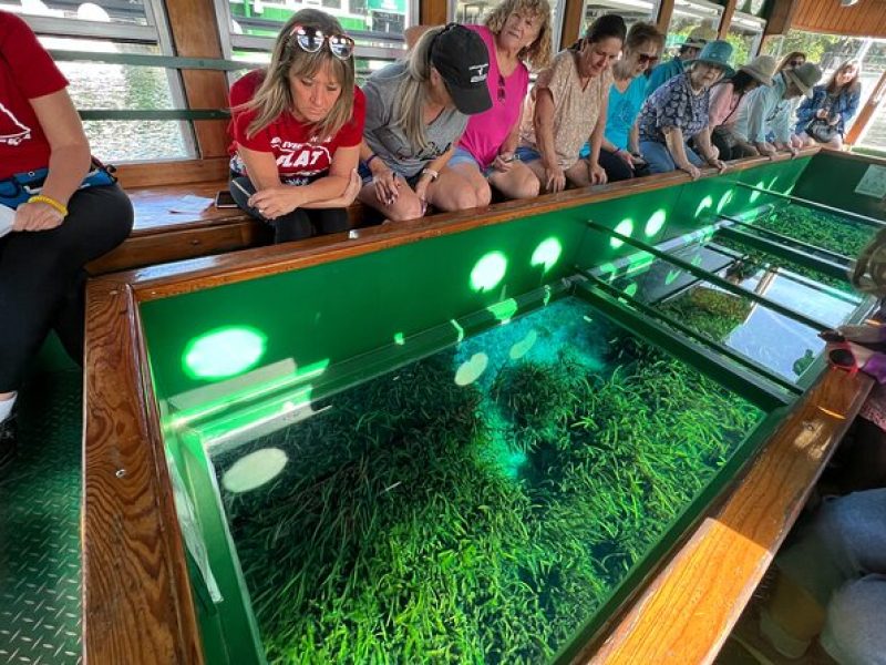 Silver Springs and Glass-bottom Boat Tour from Orlando