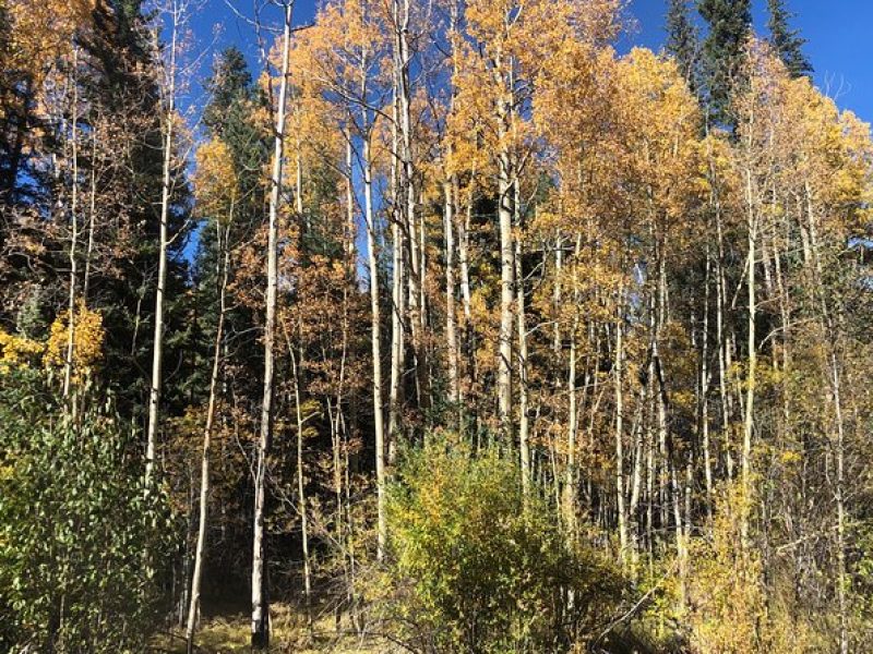 Private tour hiking to Saint Mary's Glacier, Red Rock and Hot Springs