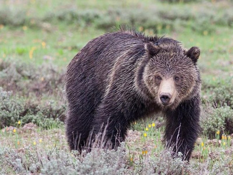 Half-Day Wildlife Safari Tour in Grand Teton National Park