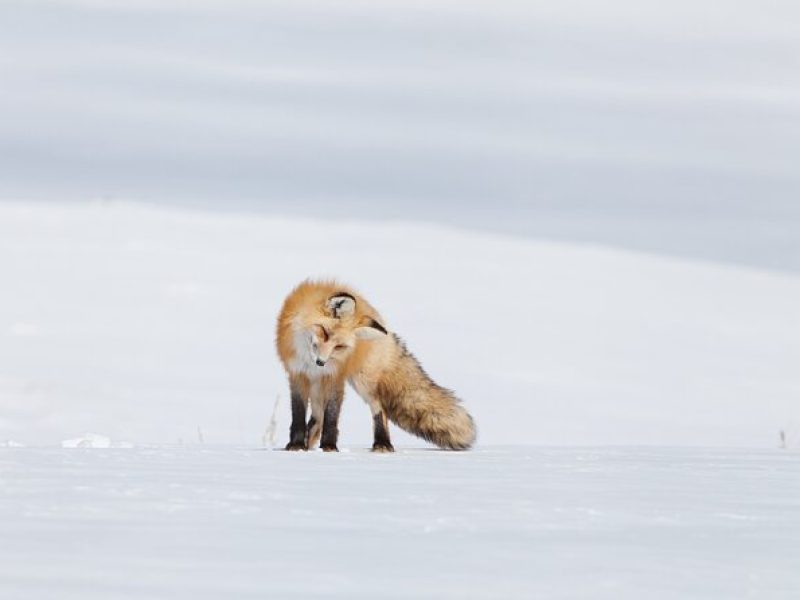 Yellowstone Snowshoe Adventure – Private Tour from Jackson Hole