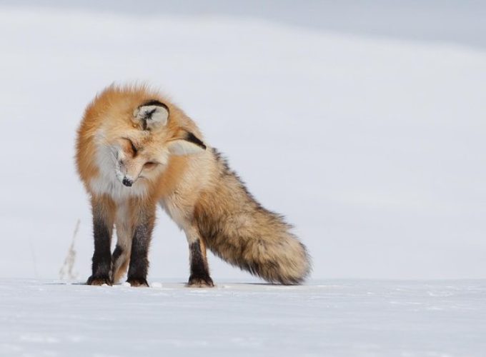 Half Day Grand Teton Wildlife Safari Tour