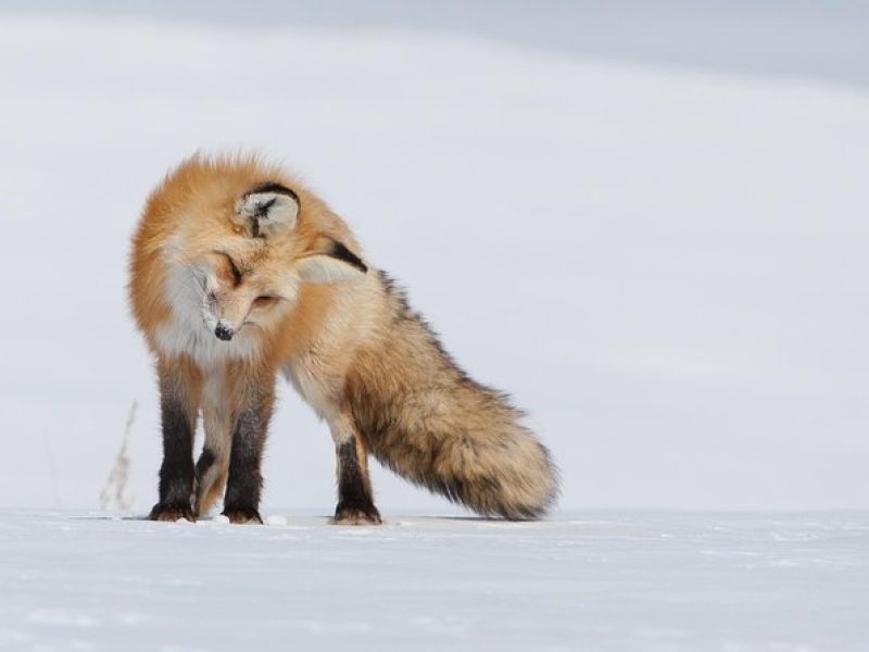 Half Day Grand Teton Wildlife Safari Tour