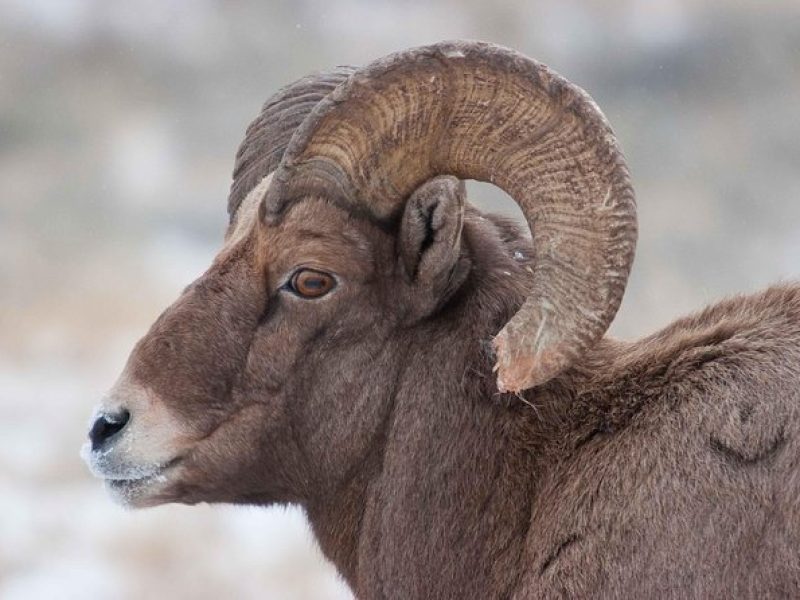 Half-Day Grand Teton Wildlife Private Safari Tour