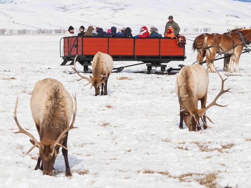 Best of Jackson Hole Wildlife Safari Tour