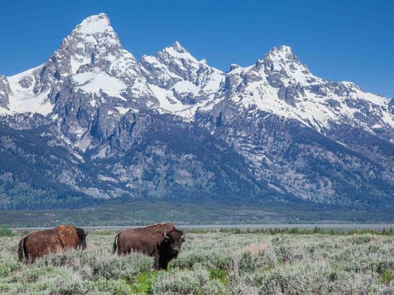 Grand Teton Wildlife Safari Tour