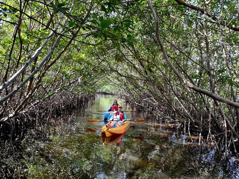 Mangrove Tunnel Kayak Eco Tour