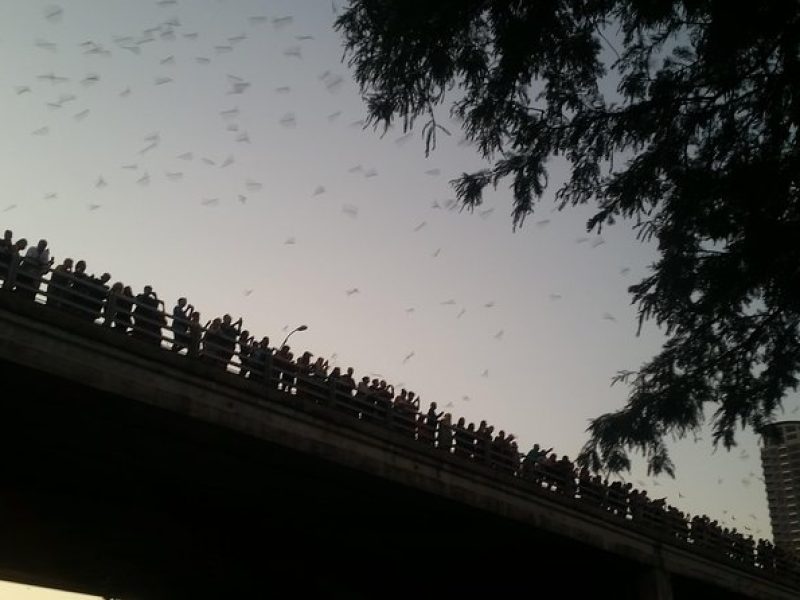 Congress Avenue Bats Bike Tour in Austin