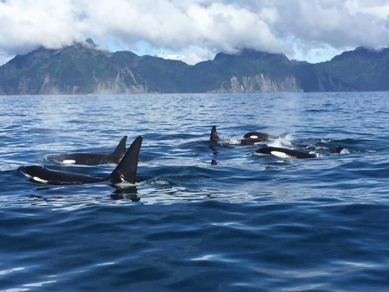 4Hour Resurrection Bay Sightseeing & Whale Watch Tour 16 Pass Max