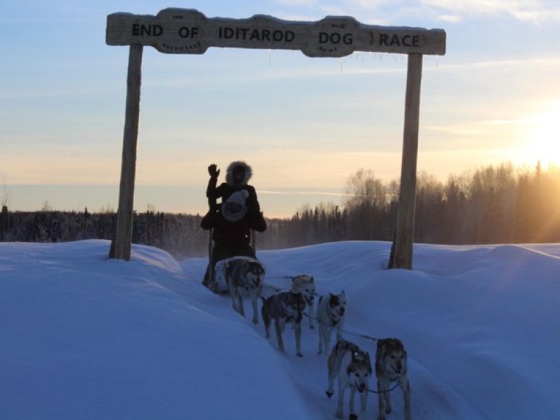 Mush Your Own Sled Dog Team (Winter Tour) in Talkeetna, Alaska