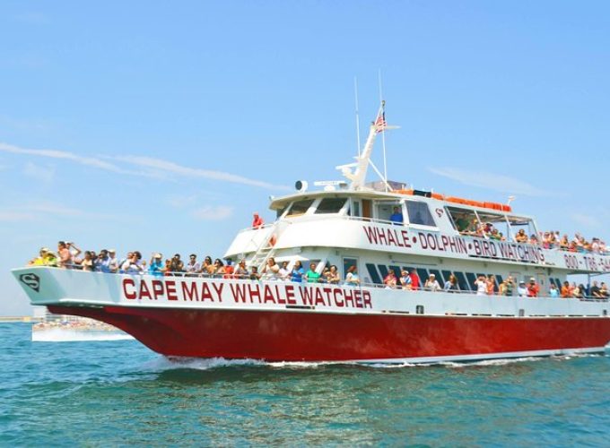 Whale and Dolphin Watching Cruise from Cape May