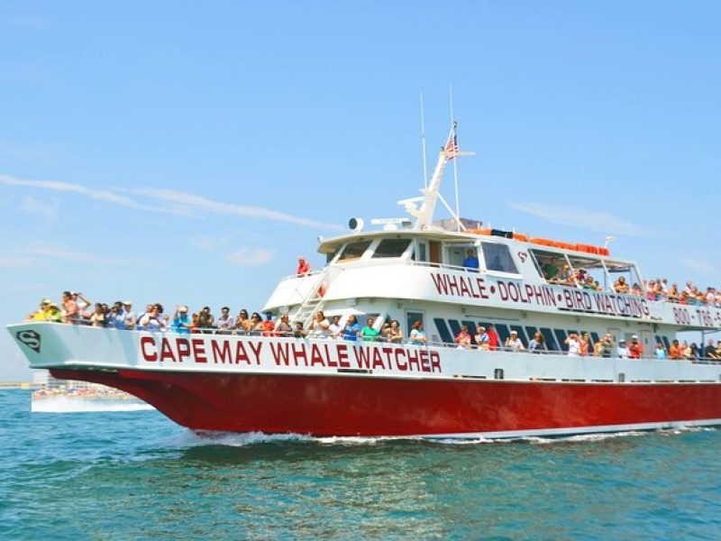 Whale and Dolphin Watching Cruise from Cape May