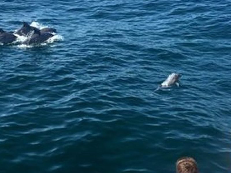 Dolphin Watching around Cape May