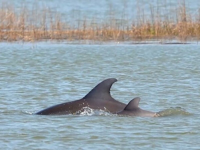 1 Hour Private Dolphin Tour Hilton Head Island