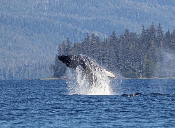 Ketchikan Whale Watching and Nature Tour