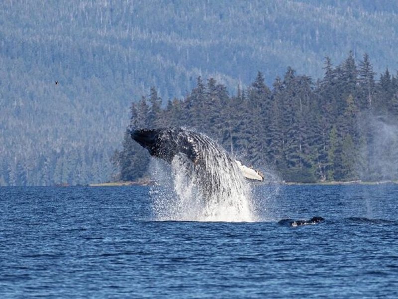 Ketchikan Whale Watching and Nature Tour