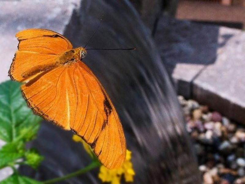 Skip the Line: General Admission to River Bend Nature Center Ticket