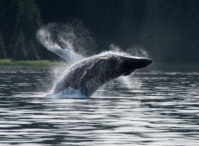 Hoonah Whale-Watching Cruise