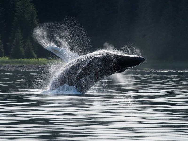 Hoonah Whale-Watching Cruise