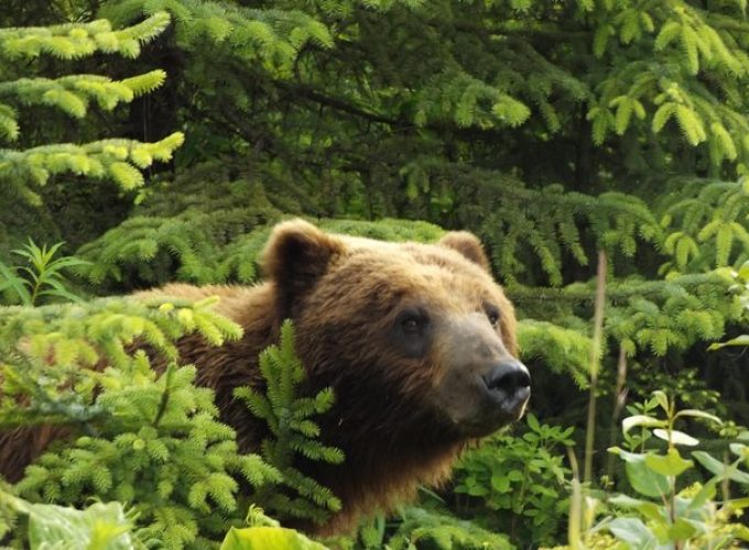 Chichagof Island Tour: Brown Bear Search