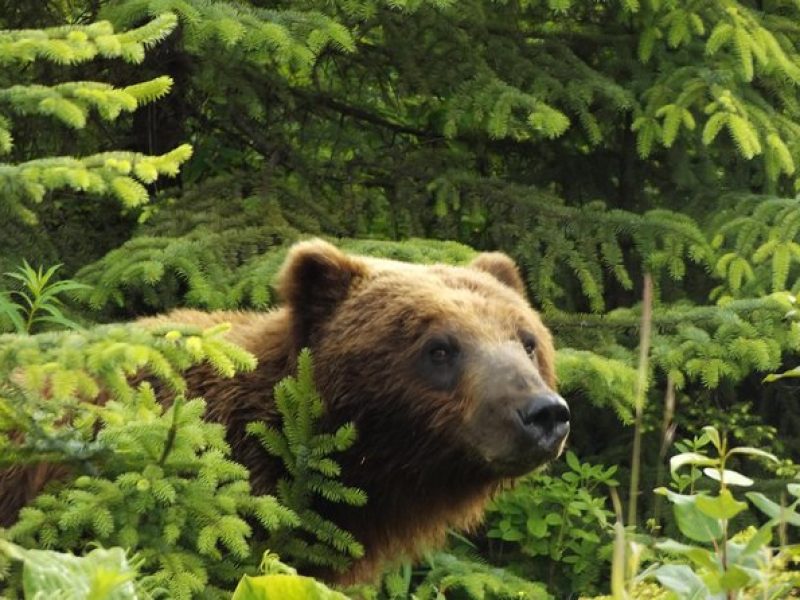 Chichagof Island Tour: Brown Bear Search