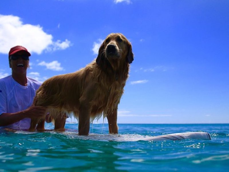 Surf Lessons on the North Shore of Oahu