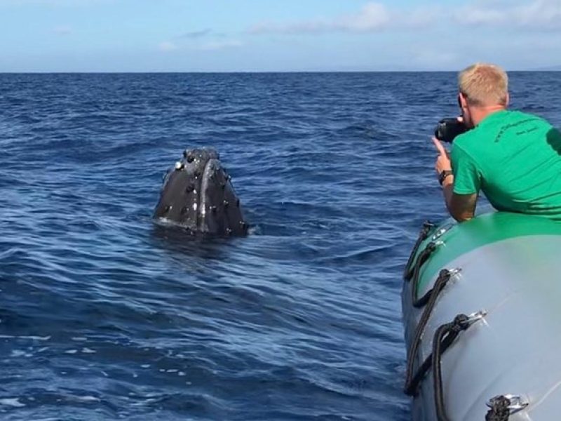 Whale Watching Experience