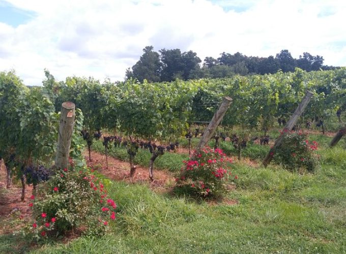 Private Wine Tours (Minimum 3 & Maximum 6 ) Pickup Maximum 30 Mi