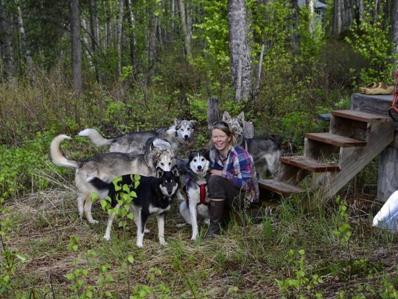 Intimate Visit of an Alaskan Off-Grid Homestead with Sled Dogs – Talkeetna