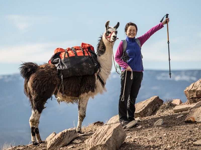 Guided Awesome 2-Hour Llama Hikes Private Experience