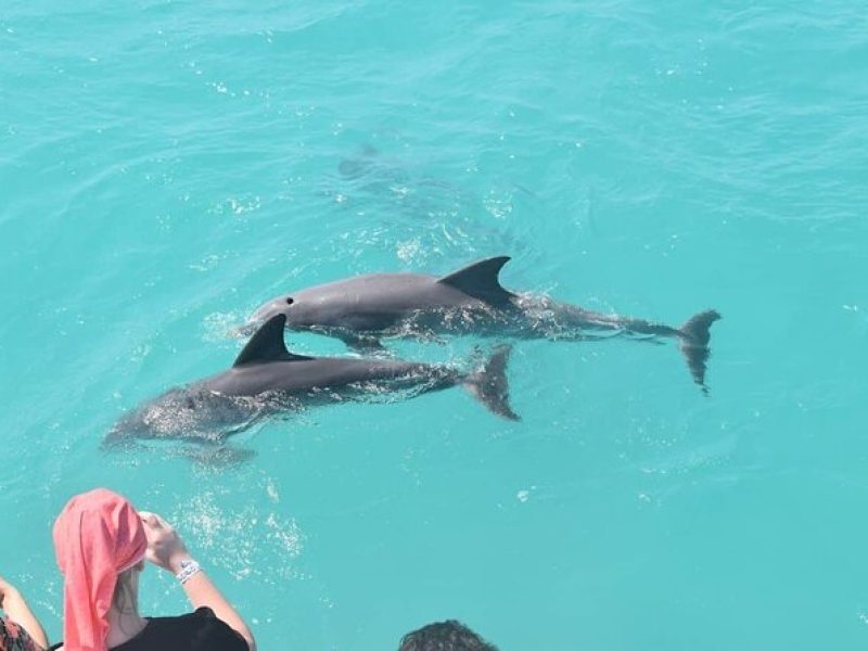 Key West: Dolphin Watching cruise & Snorkeling unlimited beer & soda