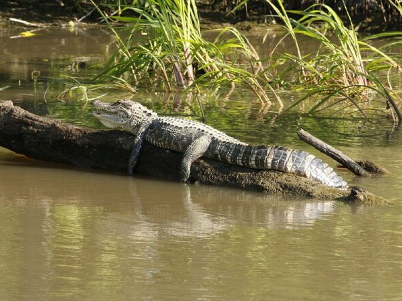 Everglades National Park with Round Trip Hotel Pick up in Miami