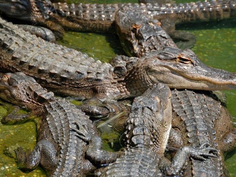 Everglade National Park and Airboat Tour From North Miami Beach