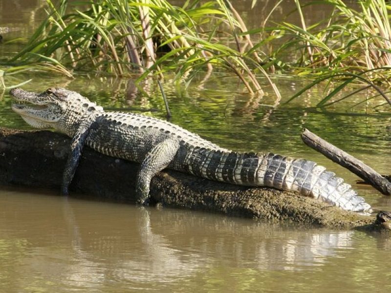 Everglades National Park & Airboat tour From Fontainebleau Hotel