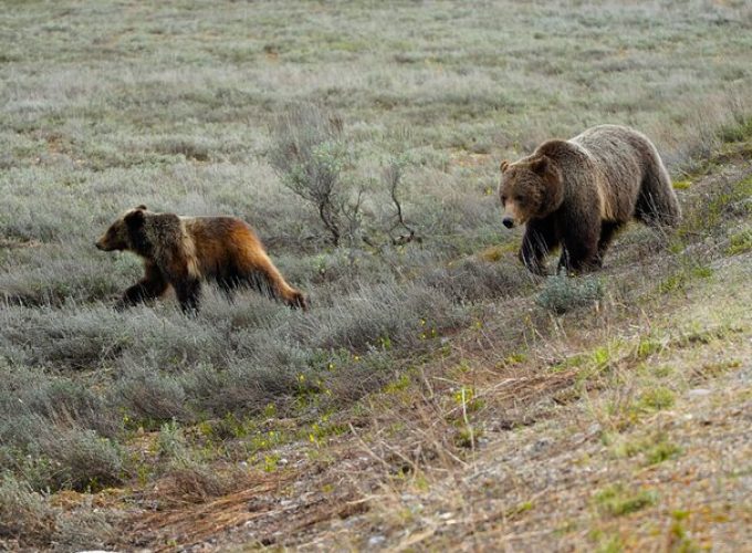 Half-Day Grand Teton National Park Wildlife Safari Private Tour