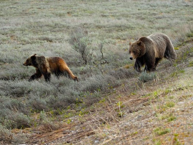 Half-Day Grand Teton National Park Wildlife Safari Private Tour