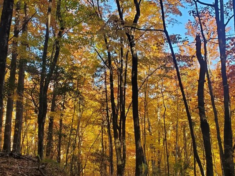 Privately Guided Half-Day Hiking Tour (Brevard, NC)