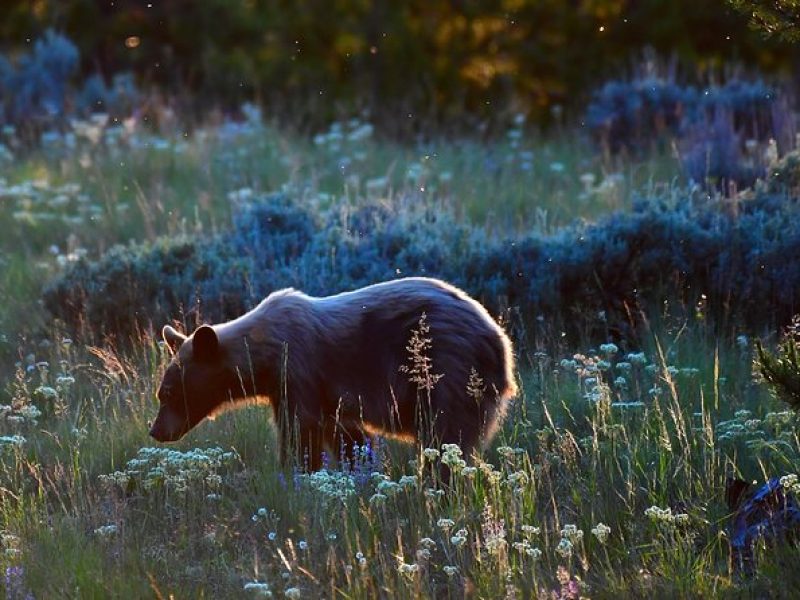 Private Yellowstone Wolf Watching & Wildlife Safari + lunch