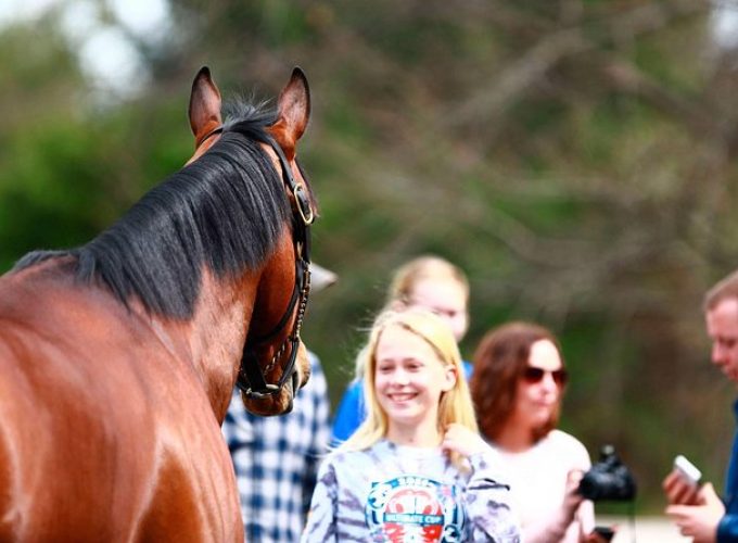 Half-Day Thoroughbred Horse Farm Tour in Kentucky