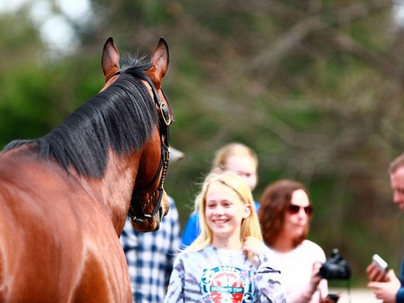 Half-Day Thoroughbred Horse Farm Tour in Kentucky