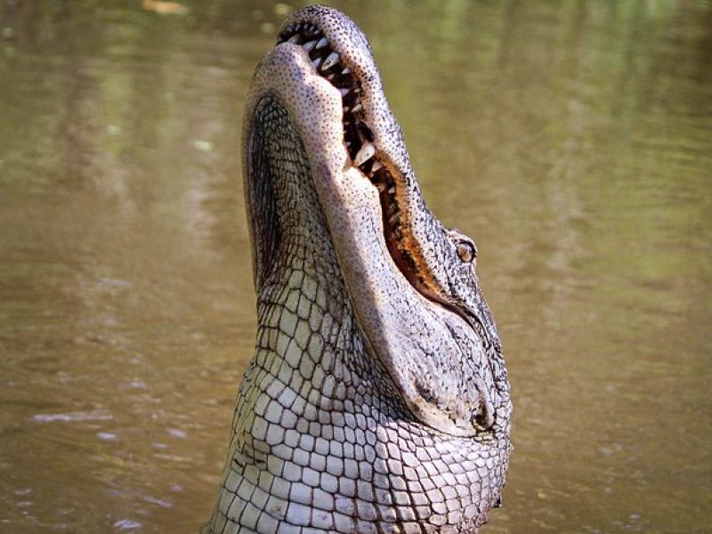 4-Hour Private Airboat Ride with Tranportation from New Orleans