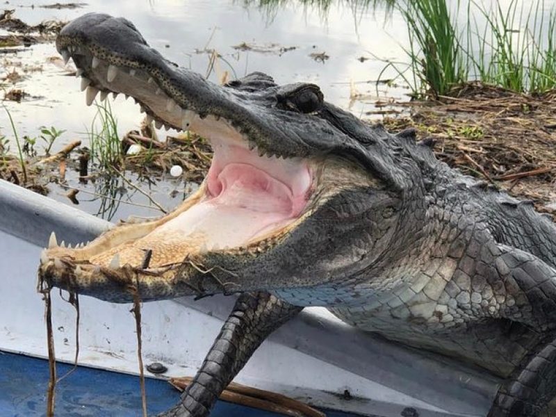 Private New Orleans Airboat Adventure for 1-8 Passengers