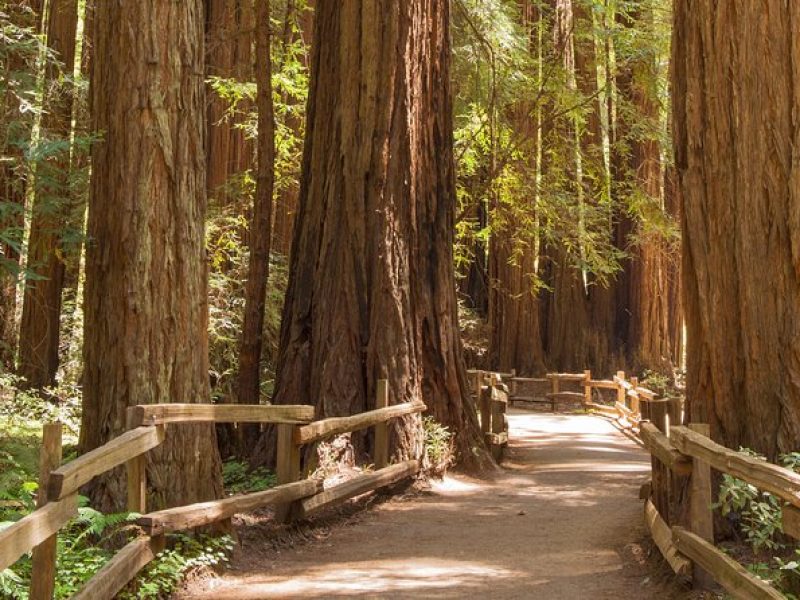 Muir Woods and Sausalito Small-Group Tour