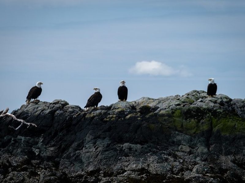 Lighthouse, Totems & Eagles Excursion