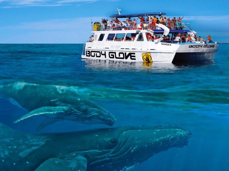 Whale Watch Excursion from the Big Island