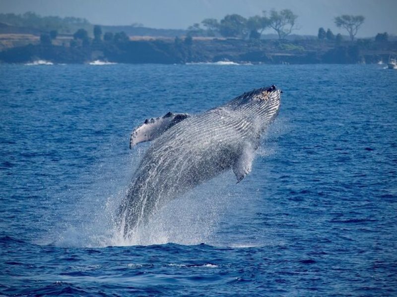 2.5 Hours Whale Watching On A 41' Super-Raft