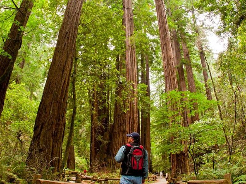 Redwoods of Marin and Mt. Tamalpais Walking Tour with Local Guide