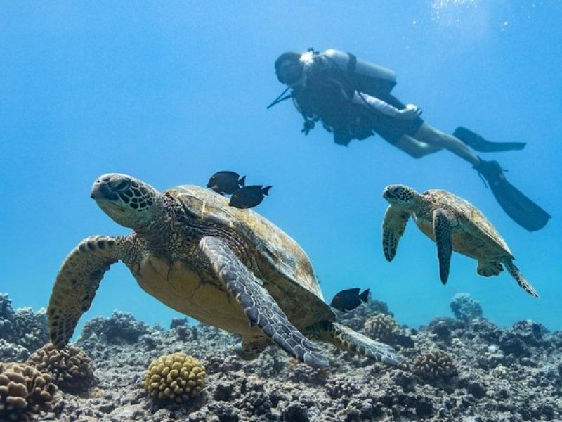 Incredibly Fun 2-Tank Coral Reef South Shore Boat Dive in Oahu from Waikiki