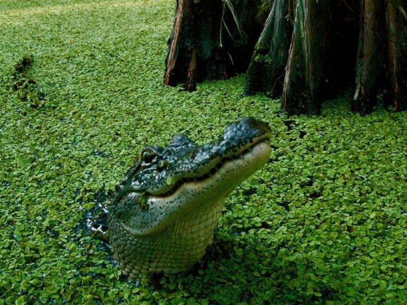 Private Airboat Swamp Tour