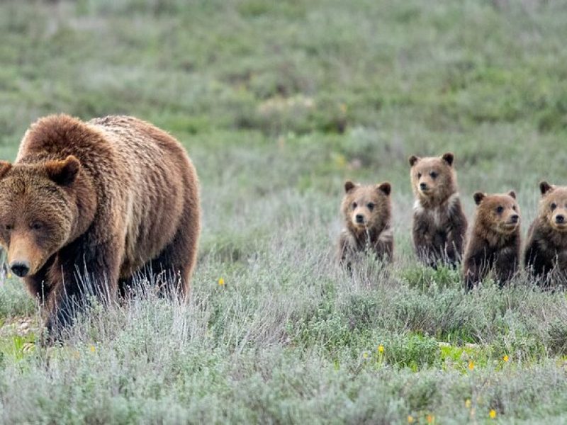 Sunrise 4-Hour Grand Teton Wildlife Adventure