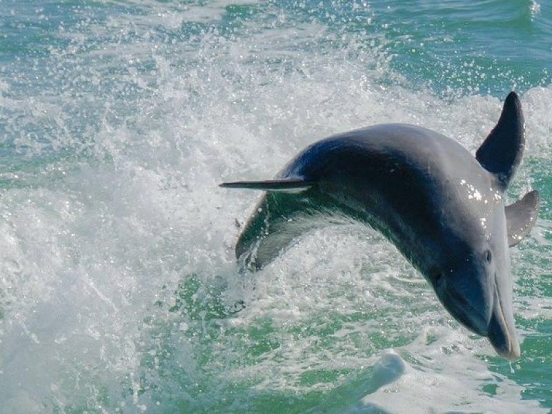 Egmont Key Snorkeling Dolphin Tour